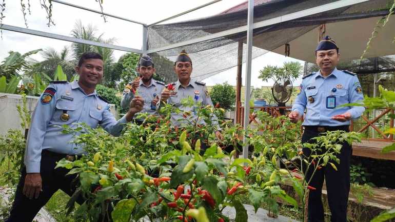 Mantap, Jajaran Lapas Narkotika Samarinda Panen Cabai Hasil Kebun Sendiri!
